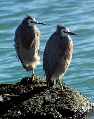 White-faced Herons.jpg