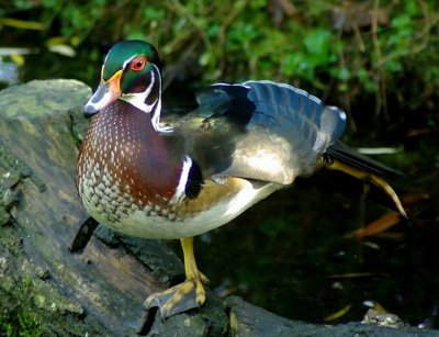 Wood Duck 3.jpg