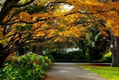 Autumn in Christchurch Botanics.jpg