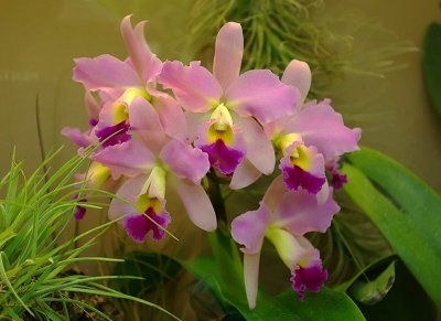 Pink Orchid.jpg