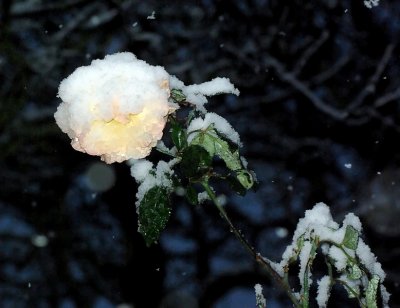 Sunrise rose with snow.jpg