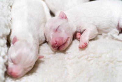 Nalas Puppies-2.jpg
