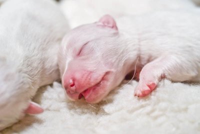 Nalas Puppies-4.jpg