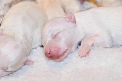 Nalas Puppies-5.jpg
