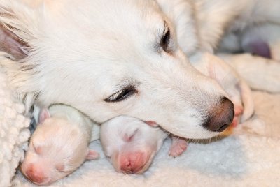 Nalas Puppies-6.jpg