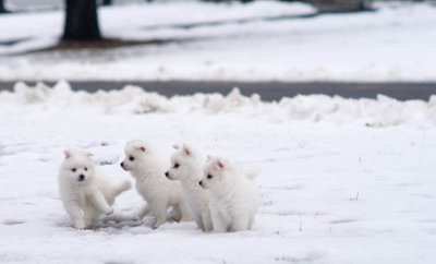 Puppies 47th Day.jpg