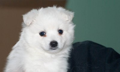 Puppy.jpg