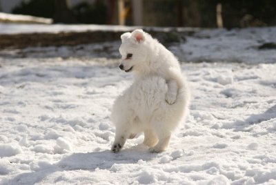 Puppy-10.jpg