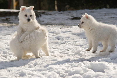 Puppy-11.jpg