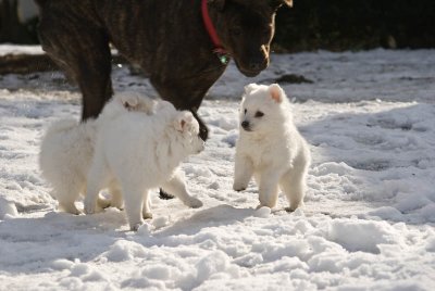 Puppy-12.jpg