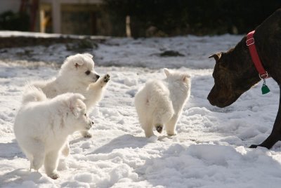Puppy-13.jpg