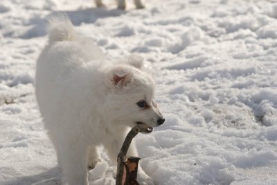 Puppy-14.jpg