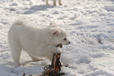 Puppy-15.jpg