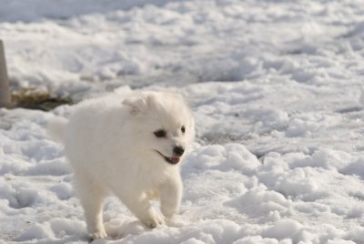 Puppy-16.jpg
