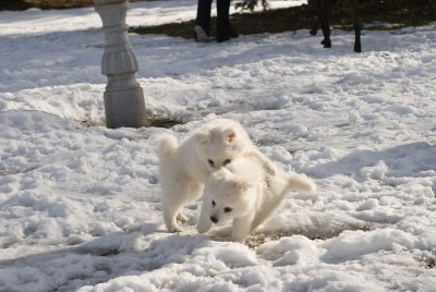 Puppy-17.jpg