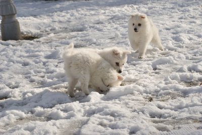 Puppy-18.jpg
