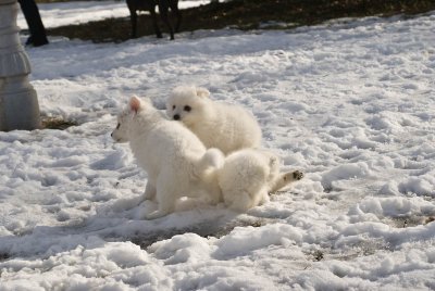 Puppy-19.jpg