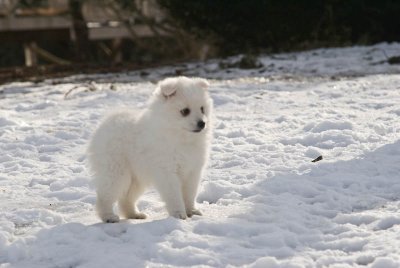 Puppy-2.jpg