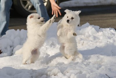 Puppy-20.jpg
