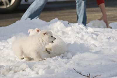 Puppy-21.jpg