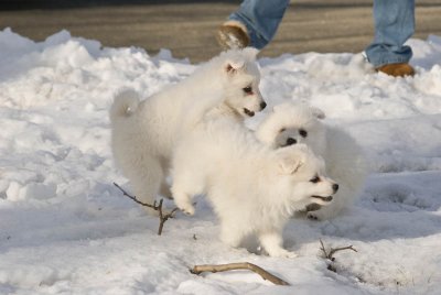 Puppy-22.jpg