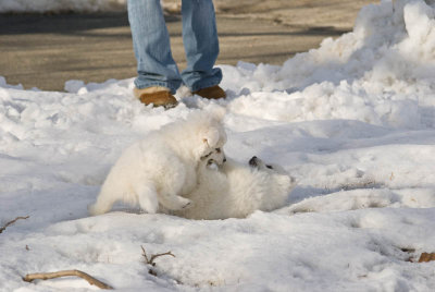 Puppy-23.jpg