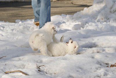 Puppy-24.jpg