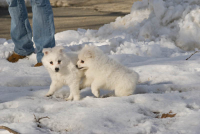 Puppy-25.jpg
