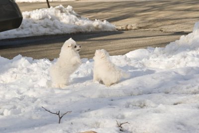 Puppy-27.jpg