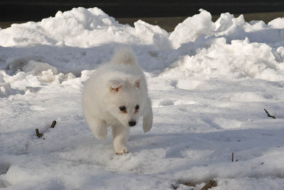 Puppy-29.jpg