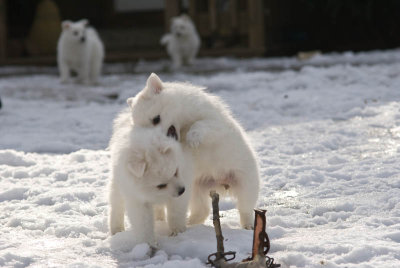 Puppy-3.jpg