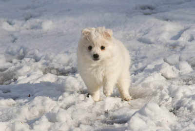 Puppy-31.jpg