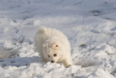 Puppy-32.jpg