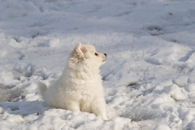 Puppy-33.jpg