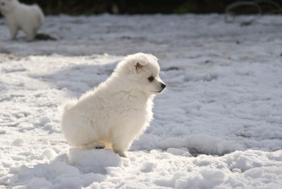 Puppy-6.jpg