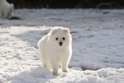 Puppy-7.jpg