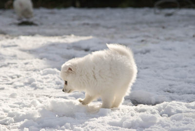 Puppy-8.jpg