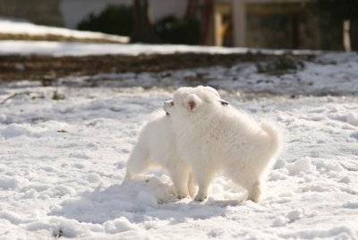 Puppy-9.jpg