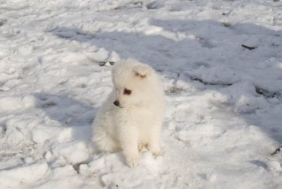 Puppy.jpg