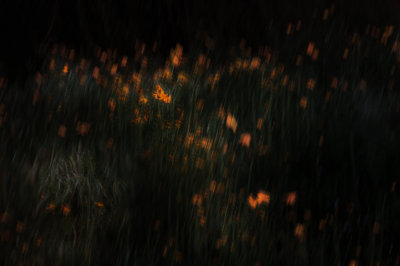 363.jpg