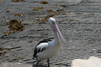 Pelican Visting the Tourist