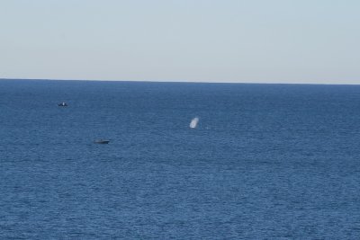 Whales Bearing Down on Fishing Boats