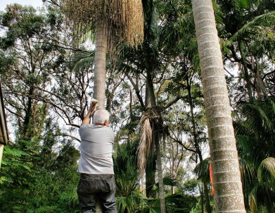 Cleaning the Trees