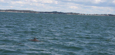 Dolphin Following Us
