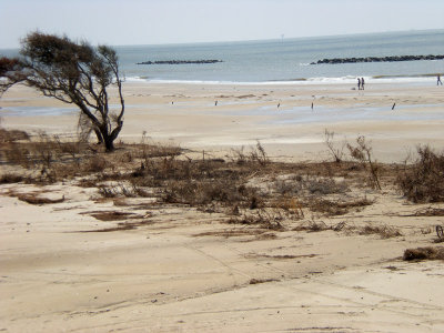 New sanctuary beach with broken sand fence poles.  