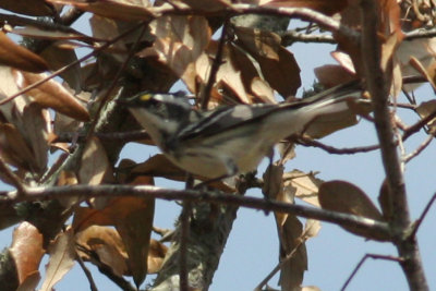 Black-throated Gray found in woods around Norman Camp.