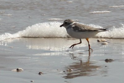 Peveto Woods Beach, banded Piping Plover