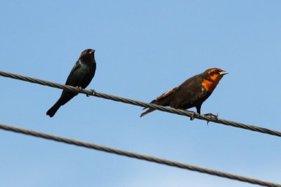 Brown-headed Cowbird and Yellow-headed Blackbird, Chalkley Rd