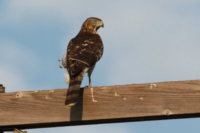 Cooper's Hawk, Fruge' Rd