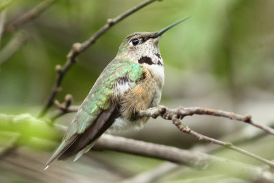 Broad-tailed Hummingbird, Lafayette, LA, 11/14/08